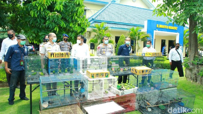 Ratusan Burung Dilindungi diselundupkan dalam Kardus