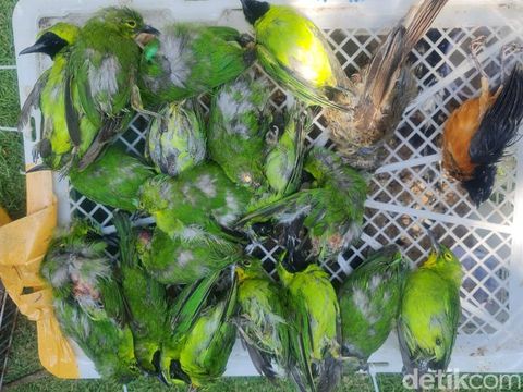 Ratusan Burung Dilindungi diselundupkan dalam Kardus