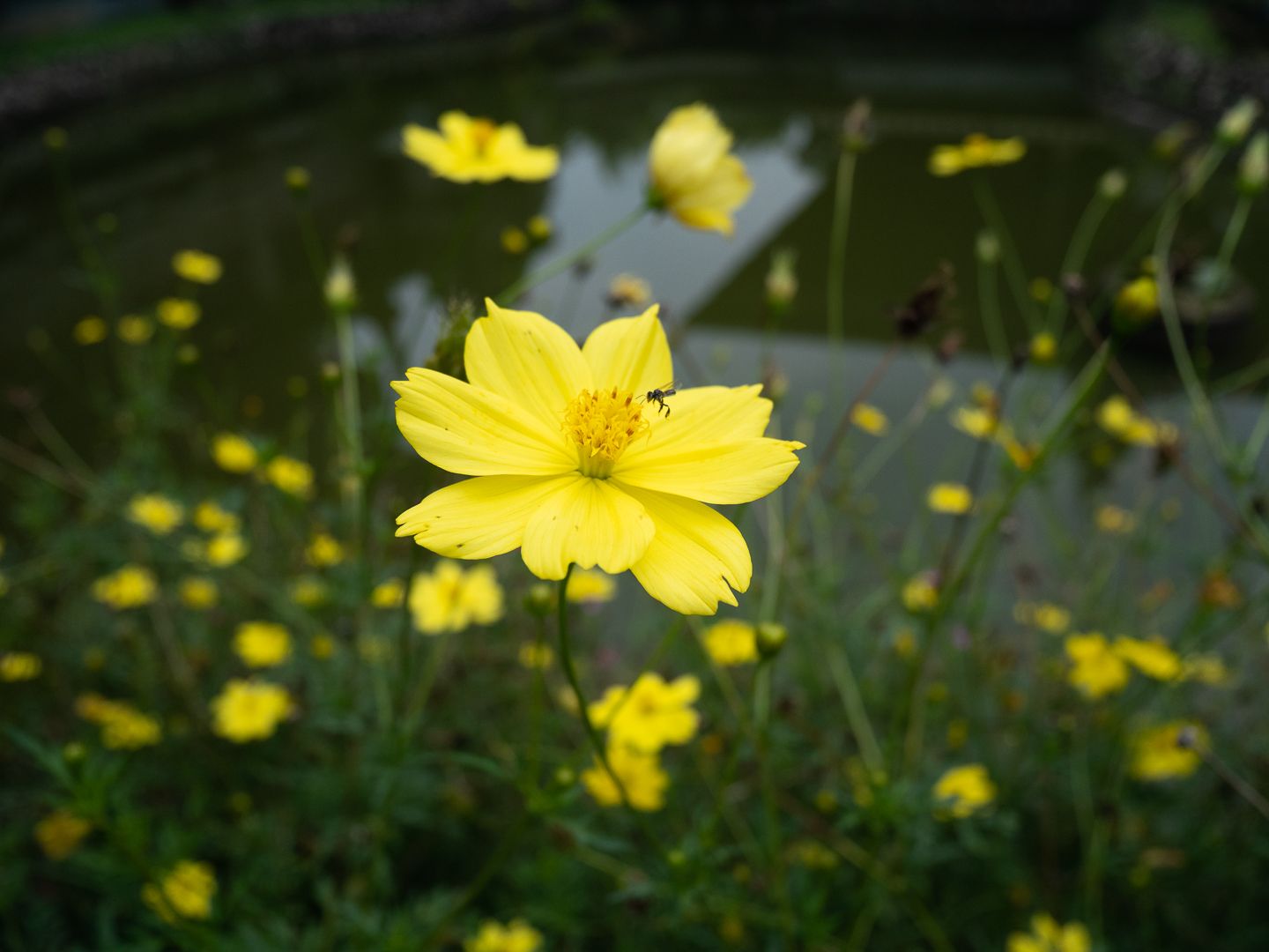 review lumix g100