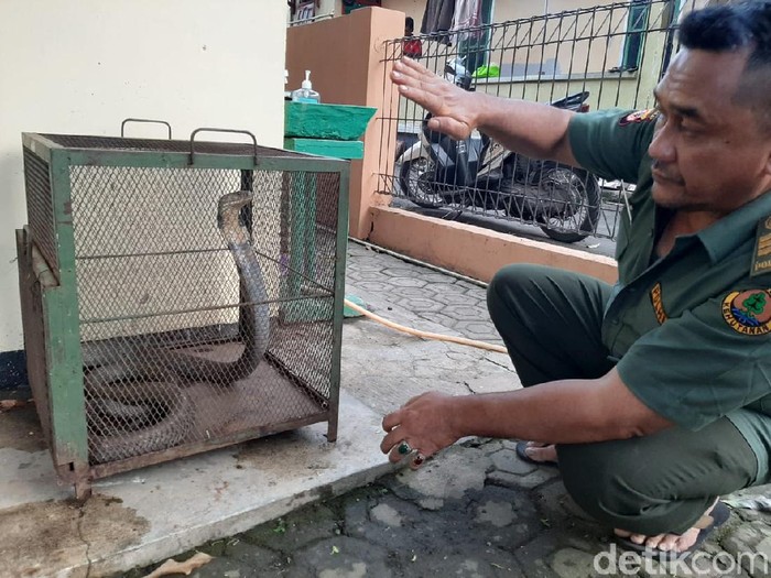 Ular kobra nangkring di plafon warga Serang