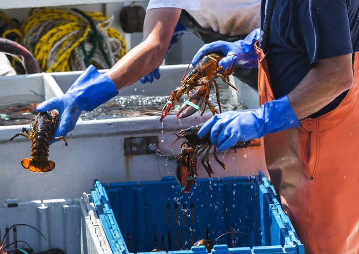 Benih Lobster dan Harga Lobster Mahal, Ini 5 Penyebabnya