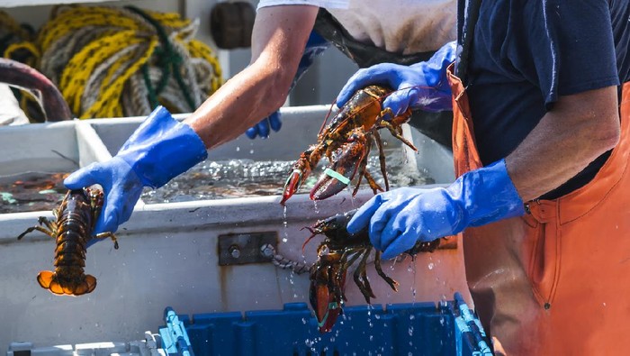 Benih Lobster dan Harga Lobster Mahal, Ini 5 Penyebabnya