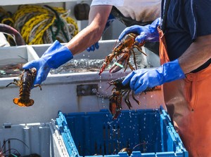 Begini Gurihnya Bisnis Benih Lobster di RI yang Bikin Edhy Prabowo Terlena