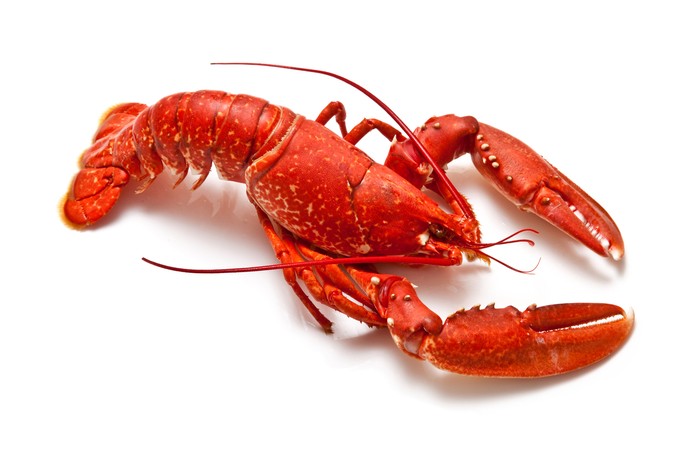 Benih Lobster dan Harga Lobster Mahal, Ini 5 Penyebabnya