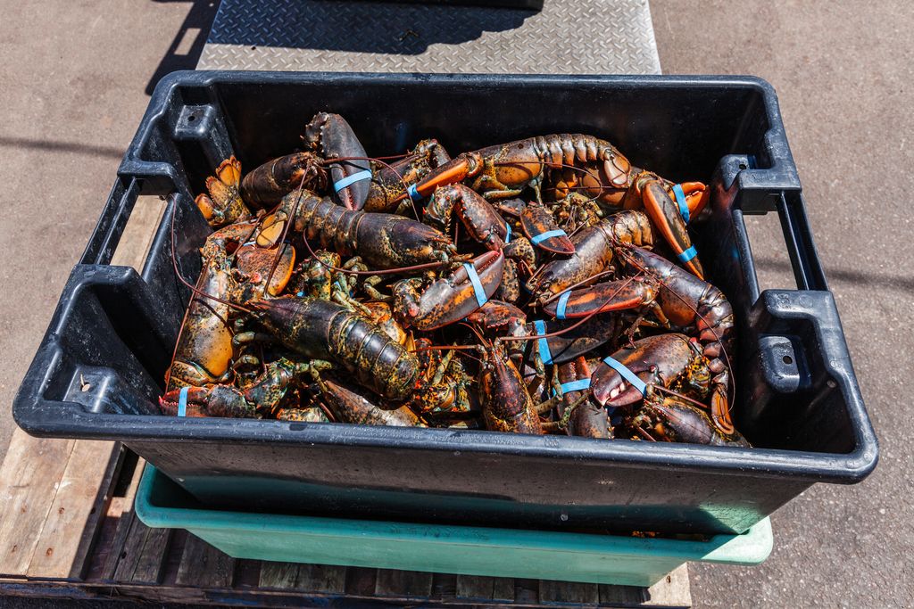 Benih Lobster dan Harga Lobster Mahal, Ini 5 Penyebabnya