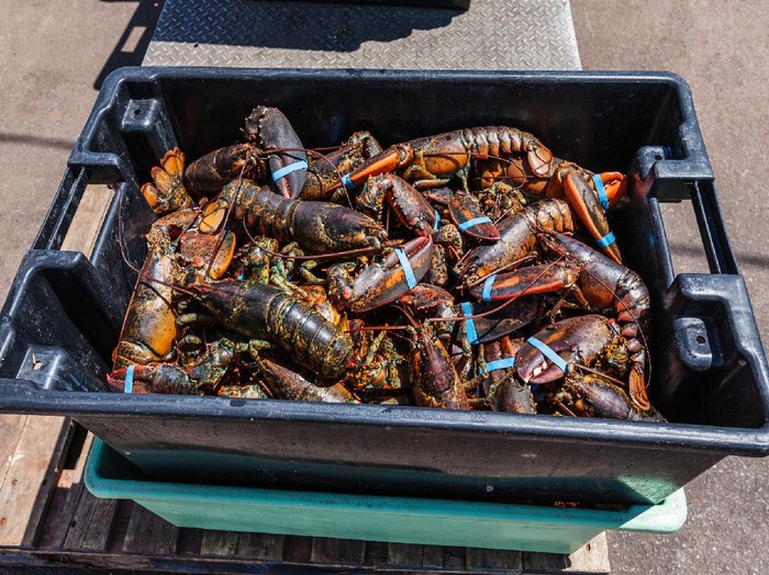 Benih Lobster dan Harga Lobster Mahal, Ini 5 Penyebabnya
