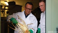 Edhy terlihat memegang lobster saat kunjungan kerja di Tasmania, Australia. Angga Aliya ZRF/detikcom  