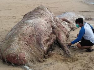 2 Paus Sperma Ditemukan Mati Terdampar di Perairan Bali