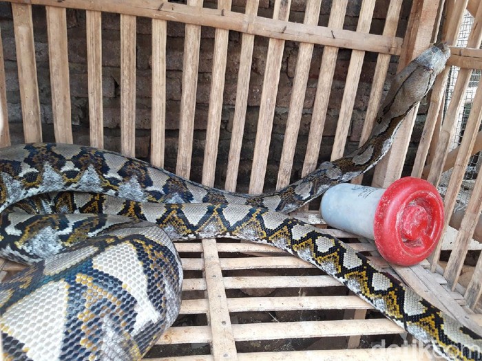 Piton yang ditangkap setelah memangsa ayam di kandang warga, Kampung Belakan, Kelurahan Siswodipuran, Kecamatan Boyolali, Boyolali, Rabu (25/11/2020).