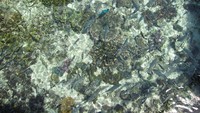 Tak hanya di laut, sasi juga berlaku untuk tanaman. Masyarakat tidak boleh sembarangan mengambil buah, sekalipun yang terjatuh dari pohon.