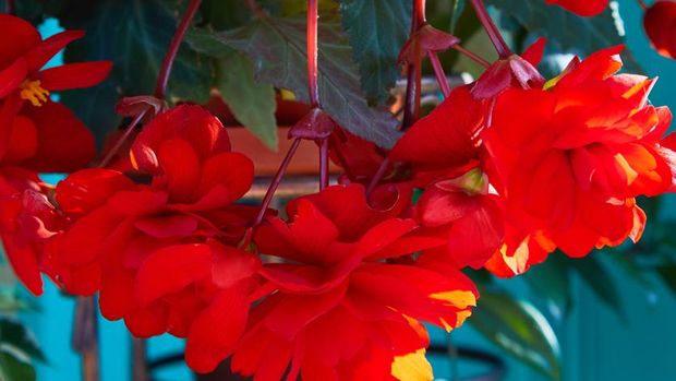 Numerous bright flowers of tuberous begonias (Begonia tuberhybrida) in garden.