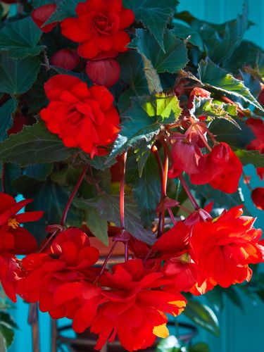 Numerous bright flowers of tuberous begonias (Begonia tuberhybrida) in garden.