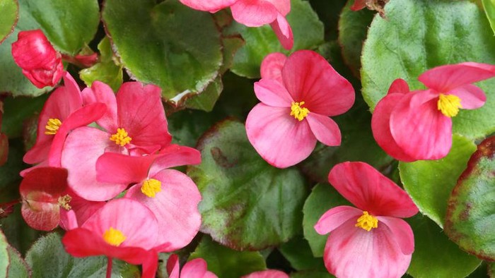 5 Tanaman Hias yang Bisa Bikin Rumah Harum Semerbak