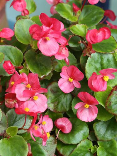 Tanaman Hias Begonia Lilin Semperflorens Bunga Pinx Shopee Indonesia