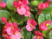 5 Tanaman Hias yang Bisa Bikin Rumah Harum Semerbak