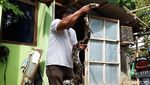 Penampakan Piton 3,5 Meter yang Mangsa Ternak di Boyolali