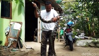 Piton tersebut diduga tidak bisa keluar dari kandang ayam yang terbuat dari bambu.