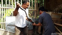 Diduga, piton itu berasal dari Sungai Belakan yang berada persis di belakang rumah.