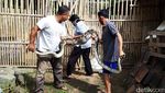 Penampakan Piton 3,5 Meter yang Mangsa Ternak di Boyolali