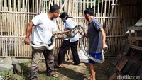 Ular piton yang berhasil ditangkap itu seberat sekitar 15 kg. 