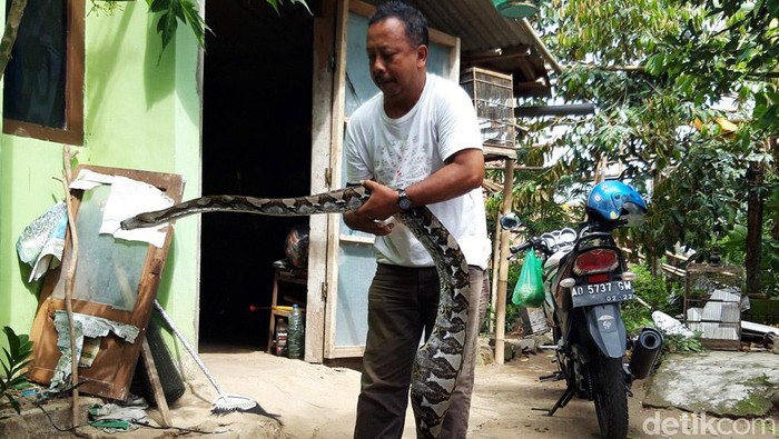 Seekor ular piton berukuran sekitar 3,5 meter ditangkap warga di Kampung Belakan, Kelurahan Siswodipuran, Kecamatan Boyolali, Kabupaten Boyolali, Jawa Tengah, Rabu (25/11/2020). Piton itu ditangkap setelah memangsa dua ekor ayam milik warga.