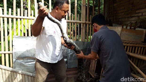 Ular piton yang ditangkap setelah memangsa ayam di kandang warga, Kampung Belakan, Kelurahan Siswodipuran, Kecamatan Boyolali, Boyolali, Rabu (25/11/2020).