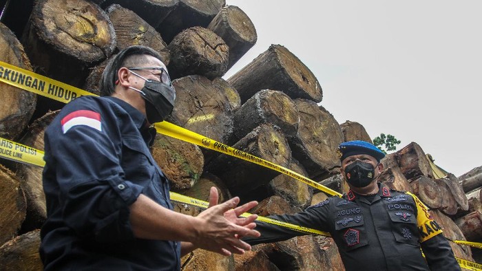 AMANKAN KAYU ILEGAL DARI SM RIMBANG BALING ,Petugas gabungan menjaga barang bukti sitaan berupa tumpukan kayu disaat pengungkapan kasus penangkapan pelaku pembalakan liar (ilegal logging), di Kantor Balai Gakkum Wilayah Sumatera, di Pekanbaru, Riau, Kamis (26/11/2020). Operasi gabungan penindakan kejahatan lingkungan yang dilakukan Gakkum KLHK, BBKSDA Riau dan Polda Riau ini berhasil mengamankan 404 batang kayu log, 2.559 keping kayu olahan dari sawmill-sawmill penampung kayu ilegal, dua unit truk, 12 mesin pengolah kayu, 25 bilah mata gergaji dan 206 batang kayu log di aliran Sungai Subayang kawasan konservasi Suaka Margasatwa (SM) Rimbang Baling, Kabupaten Kampar, Riau. ANTARA FOTO/Rony Muharrman/hp.