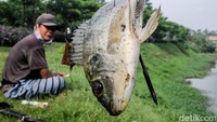 Komunitas pemburu ikan dengan senapan angin menunjukan hasil tangkapannya saat menembak di Setu Babakan, Jakarta Selatan, beberapa waktu lalu.