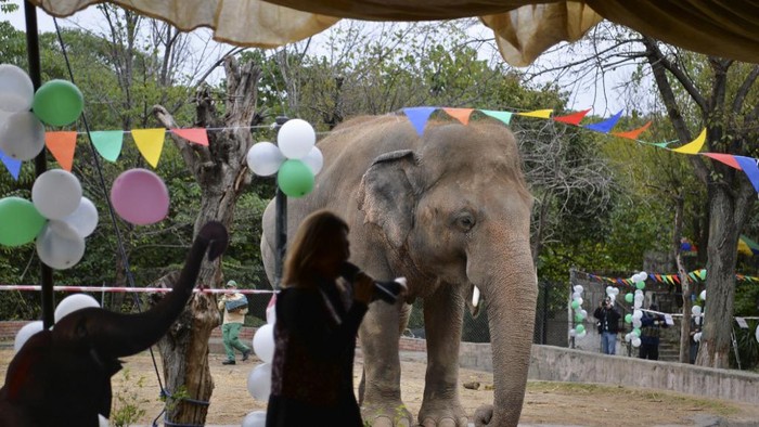 Gajah Kavaan akan dipindahkan ke Kamboja (Photo by Farooq NAEEM / AFP)