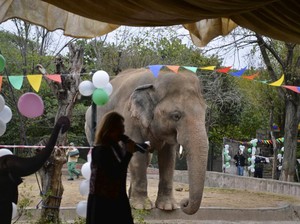 Menderita di Pakistan, Gajah Ini Akan Diangkut ke Kamboja