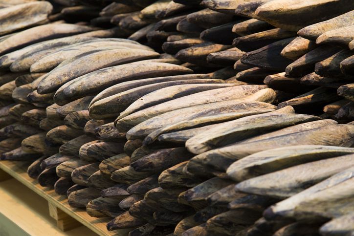 Katsuobushi