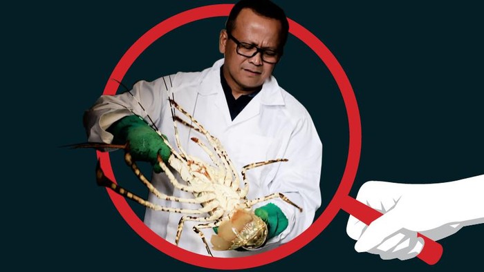 Kejanggalan Ekspor Benih Lobster