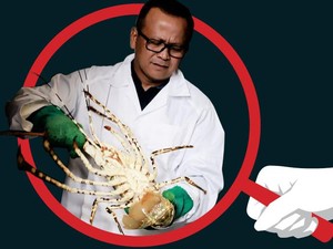 Kontroversi Ekspor Benih Lobster yang Seret Edhy Prabowo ke KPK