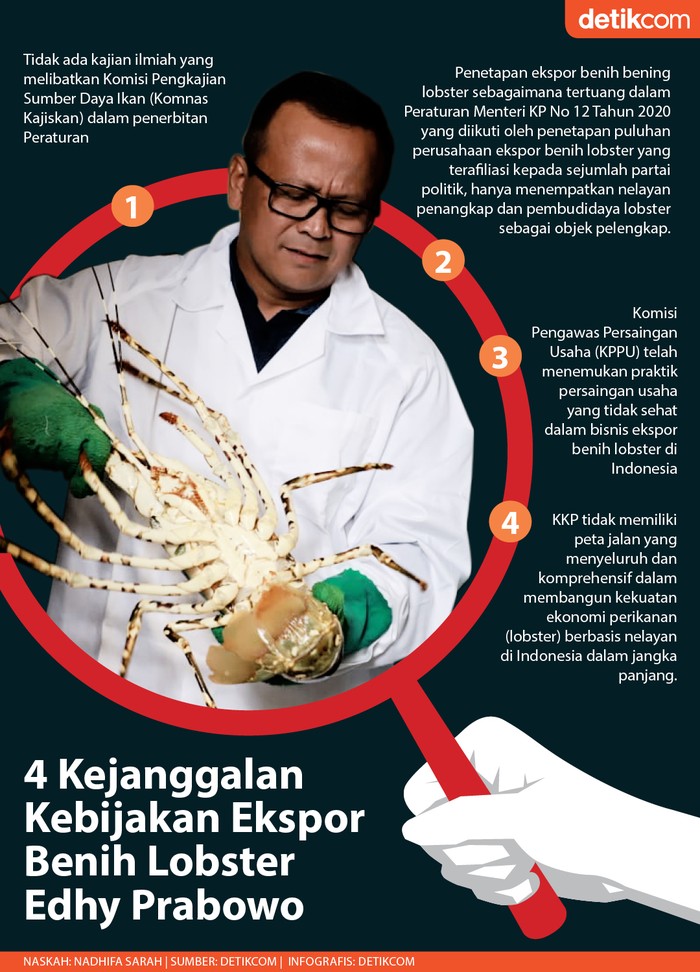 Kejanggalan Ekspor Benih Lobster Kejanggalan Ekspor Benih Lobster