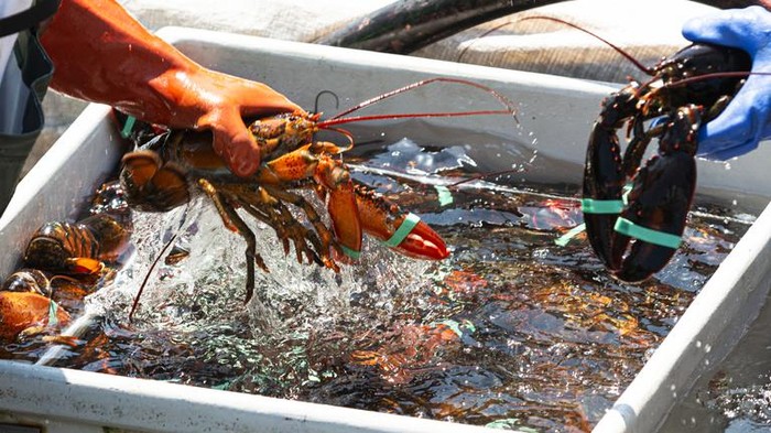 5 Fakta Lobster yang Dulu Dianggap Makanan Orang Miskin
