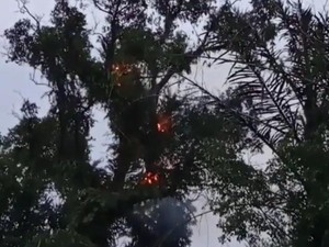 Dugaan Penyebab Pohon Tua di Makam Keramat Pemalang Tetiba Terbakar