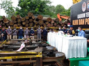 5 Hari Operasi, Polda Riau-KLHK Sita Ratusan Kayu Ilegal di SM Rimbang Baling