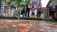 Warga dari luar Kampung Dukuh mulai berdatangan. Tujuannya hanya satu, melihat puluhan ribu ikan air tawar yang berenang di saluran irigasi.