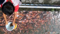 Mereka memberikan makan ikan-ikan tersebut.