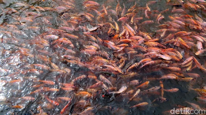 Selokan Bau Ini Disulap Jadi Destinasi Wisata Selokan di RT 69/RW 19 Dusun Dukuh, Kelurahan Gedongkiwo, Mantrijeron, Yogyakarta, yang dulunya bau disulap jadi destinasi wisata. Puluhan ribu ikan hidup di sini.