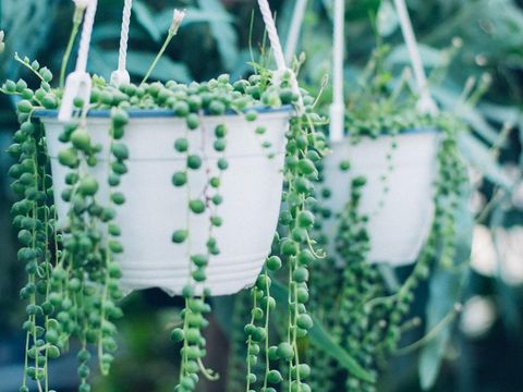 Tanaman hias tidak mudah mati