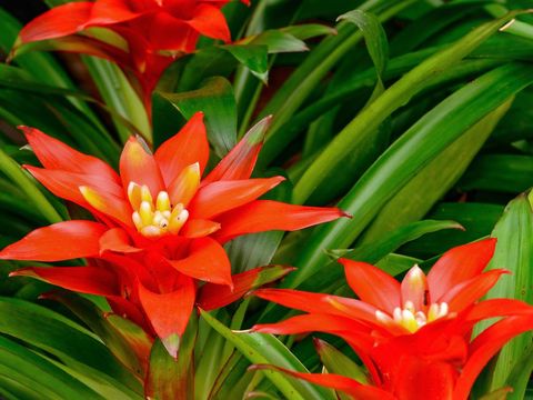 Tanaman hias tidak mudah mati