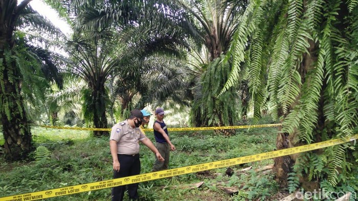 Bayi perempuan ditemukan tergeletak di tengah kebun sawit
