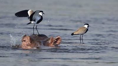 Foto Juara British Ecological Society 2020 Bagian II