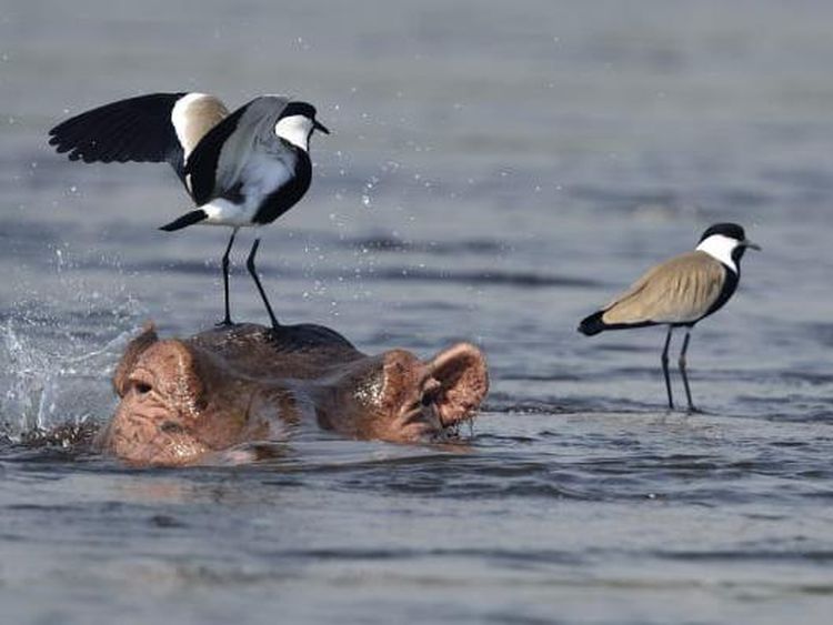 Foto Juara British Ecological Society 2020 Bagian II