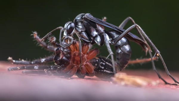 Seekor tawon berburu laba-laba di Yasuni, Ekuador. Foto karya Roberto García Roa.