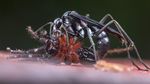 Foto Juara British Ecological Society 2020 Bagian II