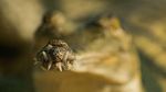 Foto Juara British Ecological Society 2020 Bagian I