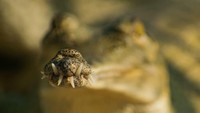 Sebastian Hoefer memfoto m oncong gharial yang mungkin terlihat aneh, tetapi membantu buaya ini menangkap dan menggit ikan.
