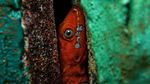 Foto Juara British Ecological Society 2020 Bagian I